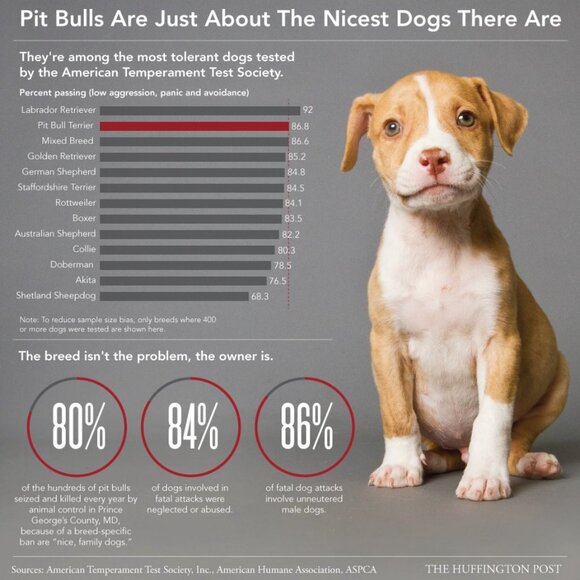 Pitbulls: The Most Misunderstood Dog - Picture 5 of 11